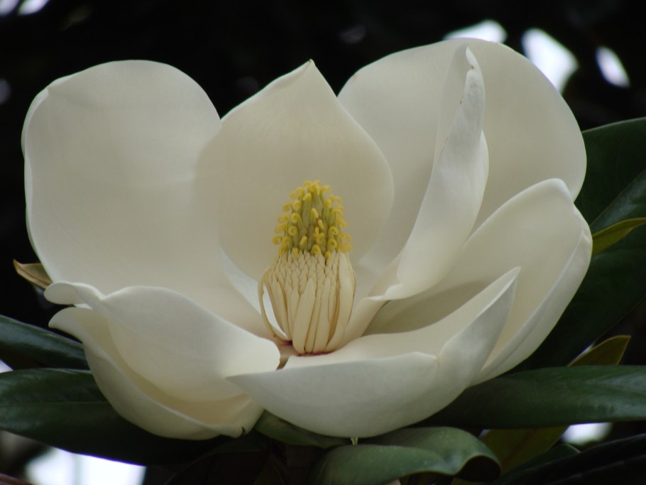 Магнолия белая дерево