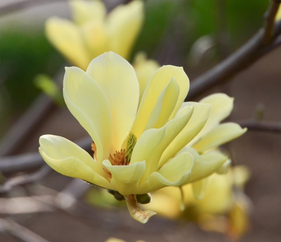 Магнолия сорт Нигра