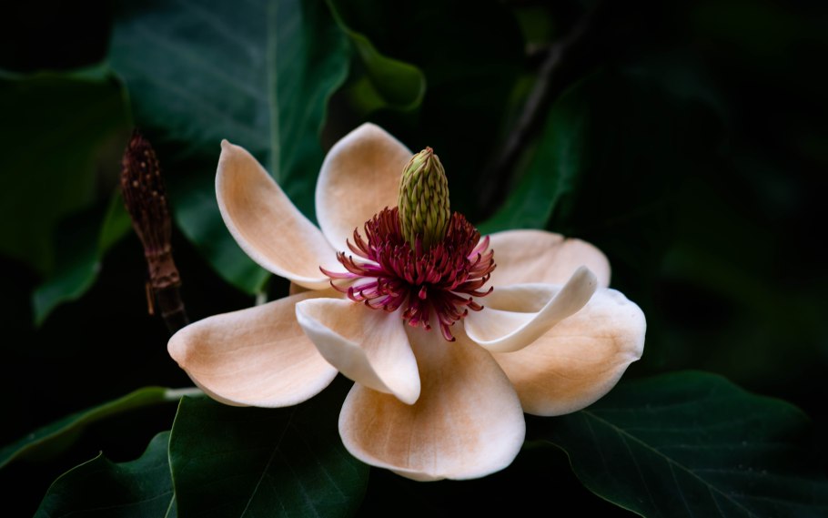 Цветы магнолии