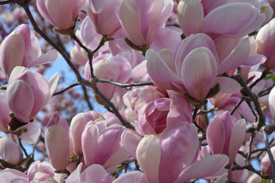 Цветы магнолии