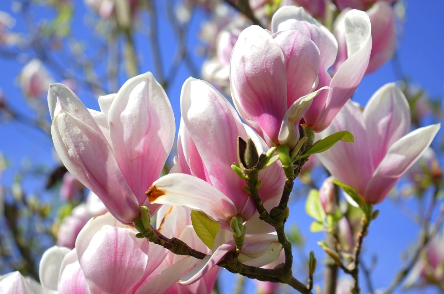 Магнолия трехлистная