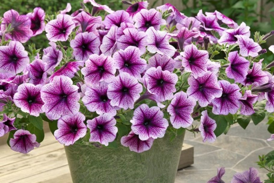 Петуния ампельная опера Суприм Purple Vein