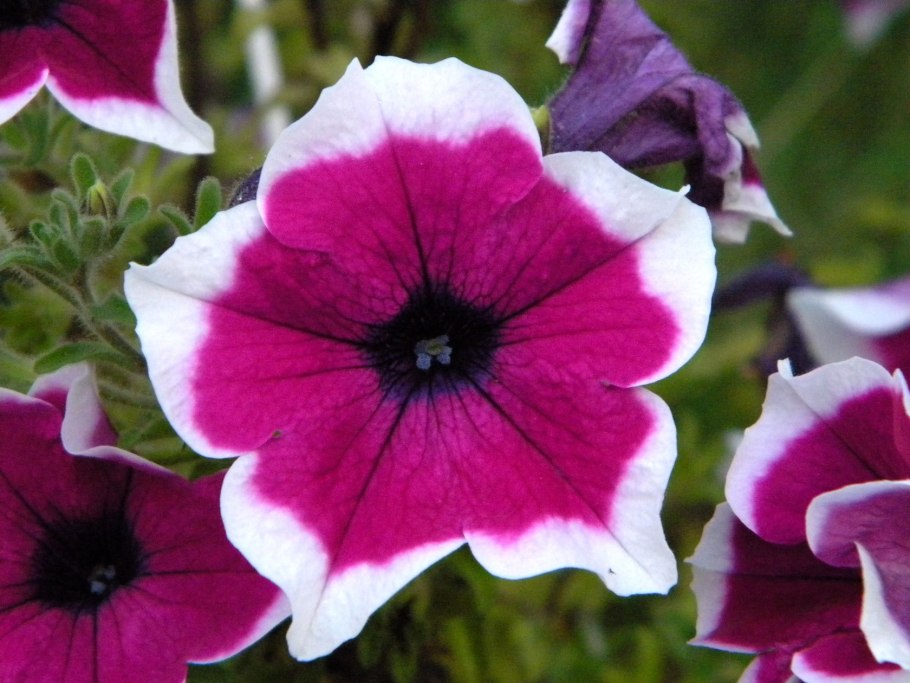 Петуния обыкновенная
