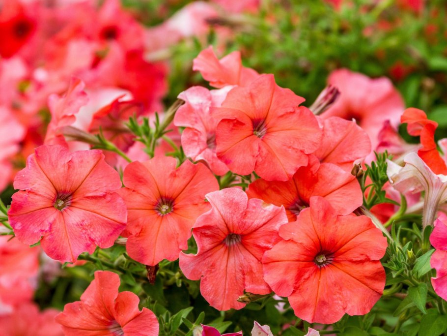 Петуния обыкновенная