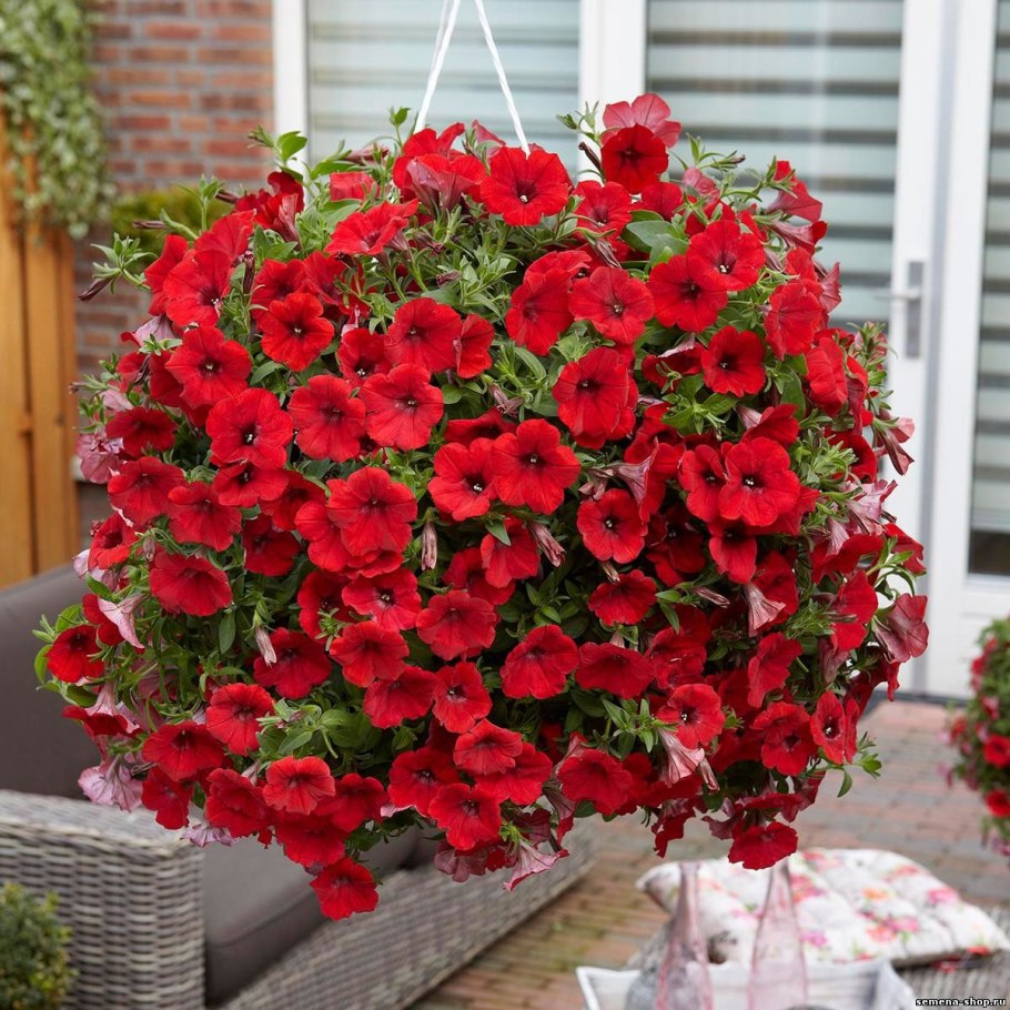 Петуния сурфиния дип ред