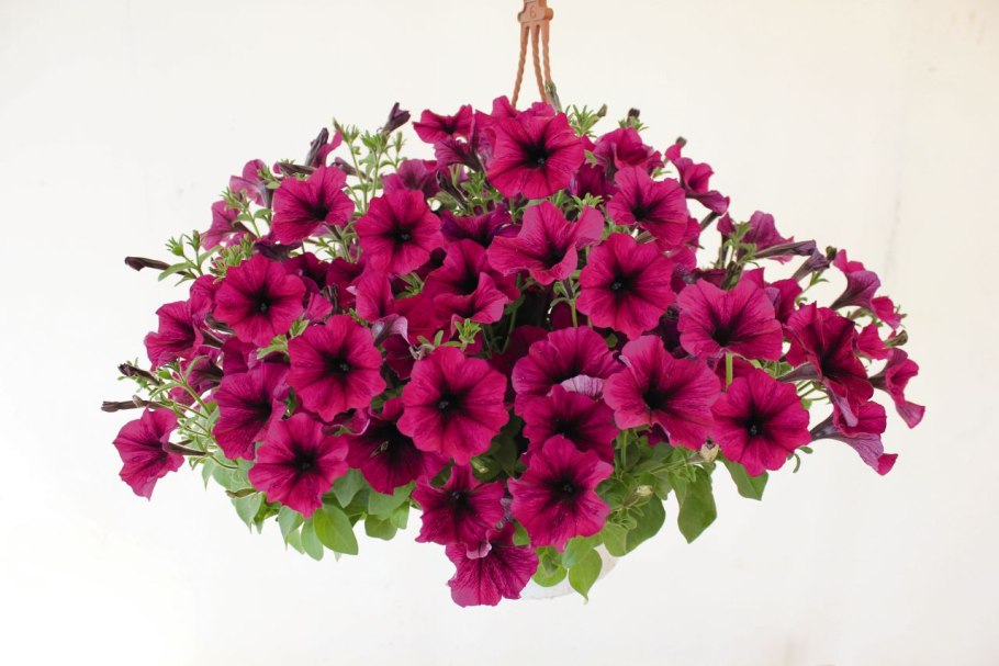 Петуния Саксесс бургунди