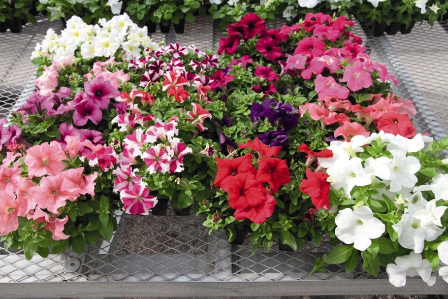 Петуния Саксесс 360 микс