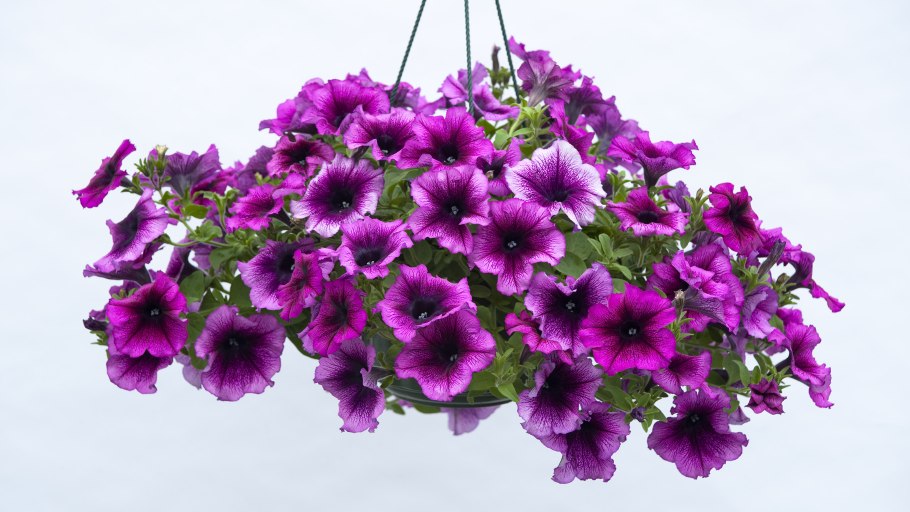 Петуния Fanfare Purple