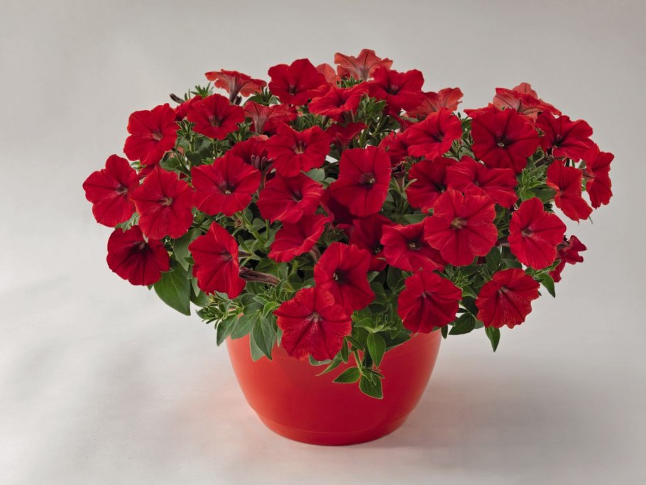 Петуния потуния Dark Red