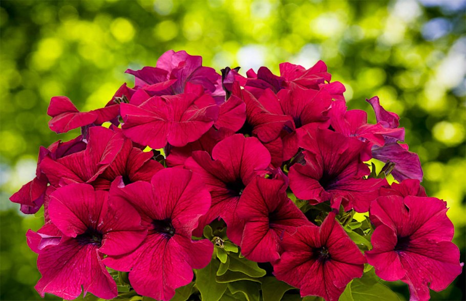 Петуния грандифлора дримс бургунди