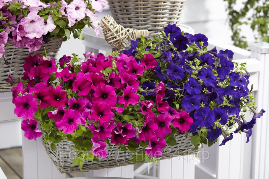 Петуния Рамблин Виолет