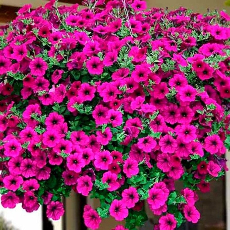 Петуния опера Суприм Парпл