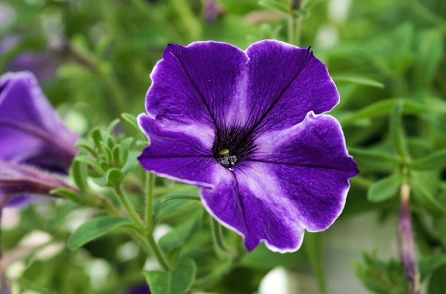 Петуния обыкновенная