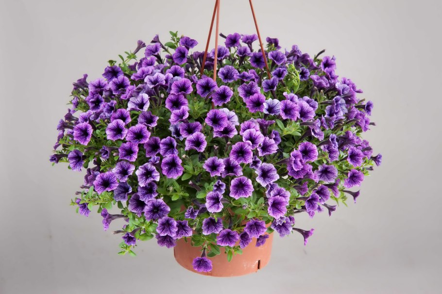 Петуния сурфиния