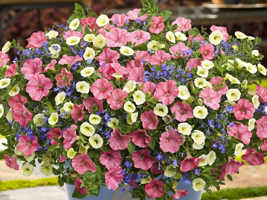 Петуния Садовая