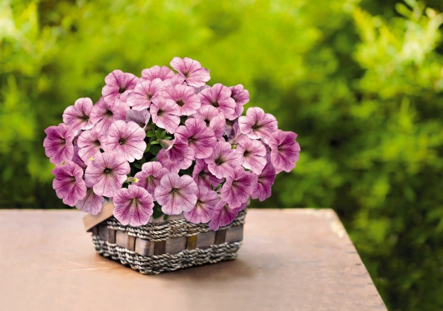 Петуния ампельная Саксесс