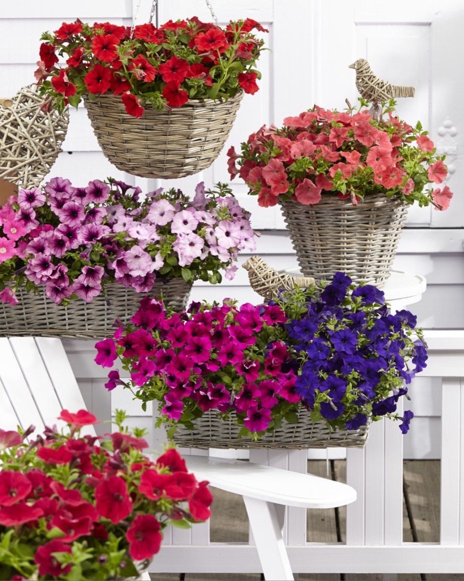 Петуния каскадная