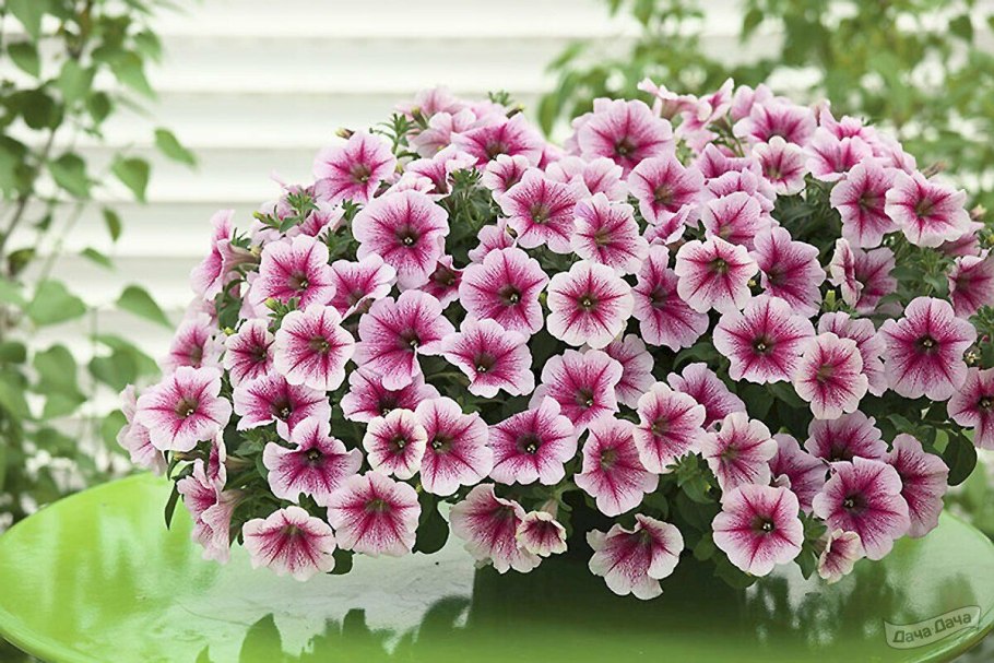 Петуния Распберри айс