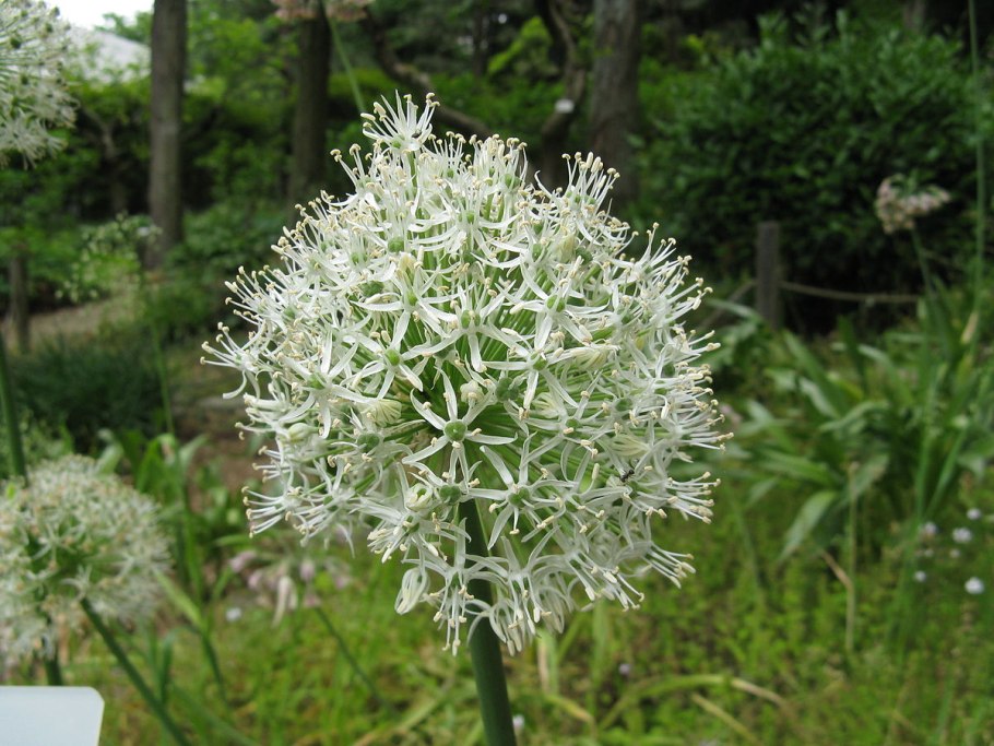 Allium sacculiferum