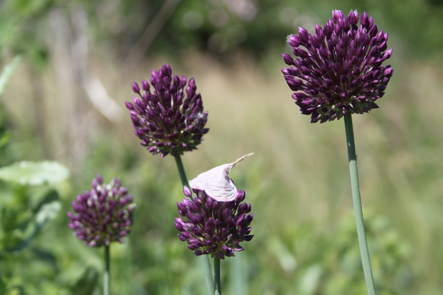 Лук регелевский в Волгоградской области