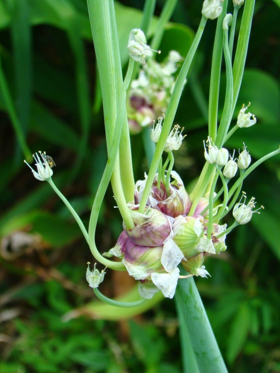 Аллиум ковани