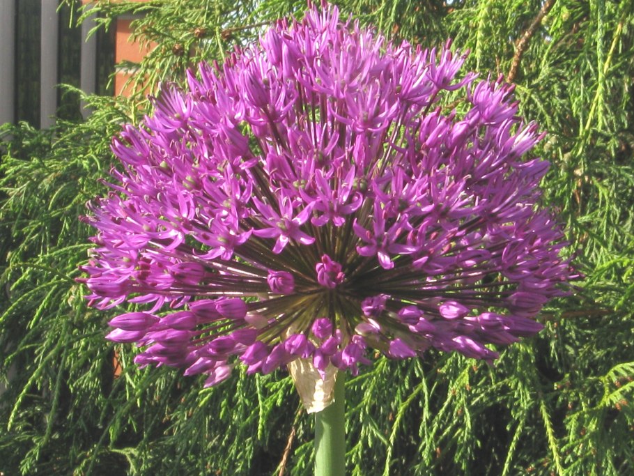 Allium mongolicum