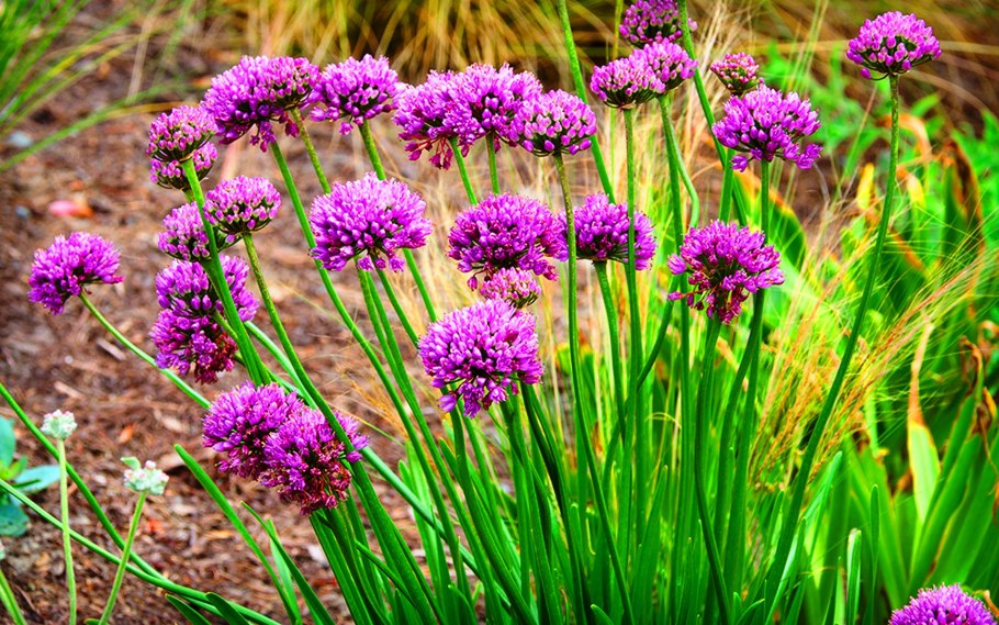 Allium rosenbachianum