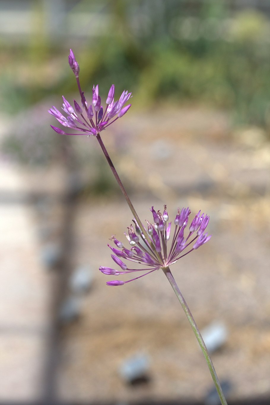 Лук регеля — Allium regelianum
