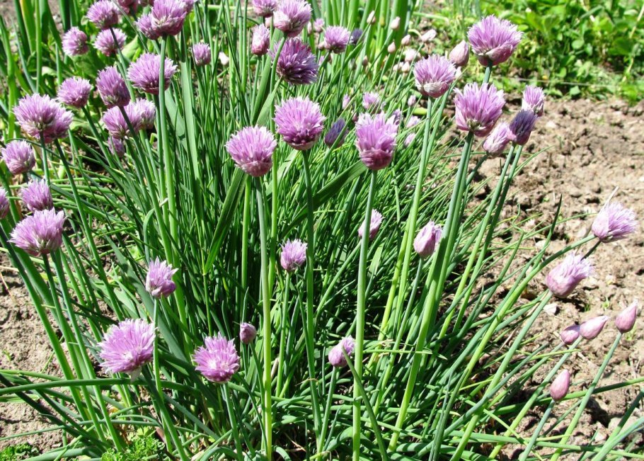 Allium mongolicum