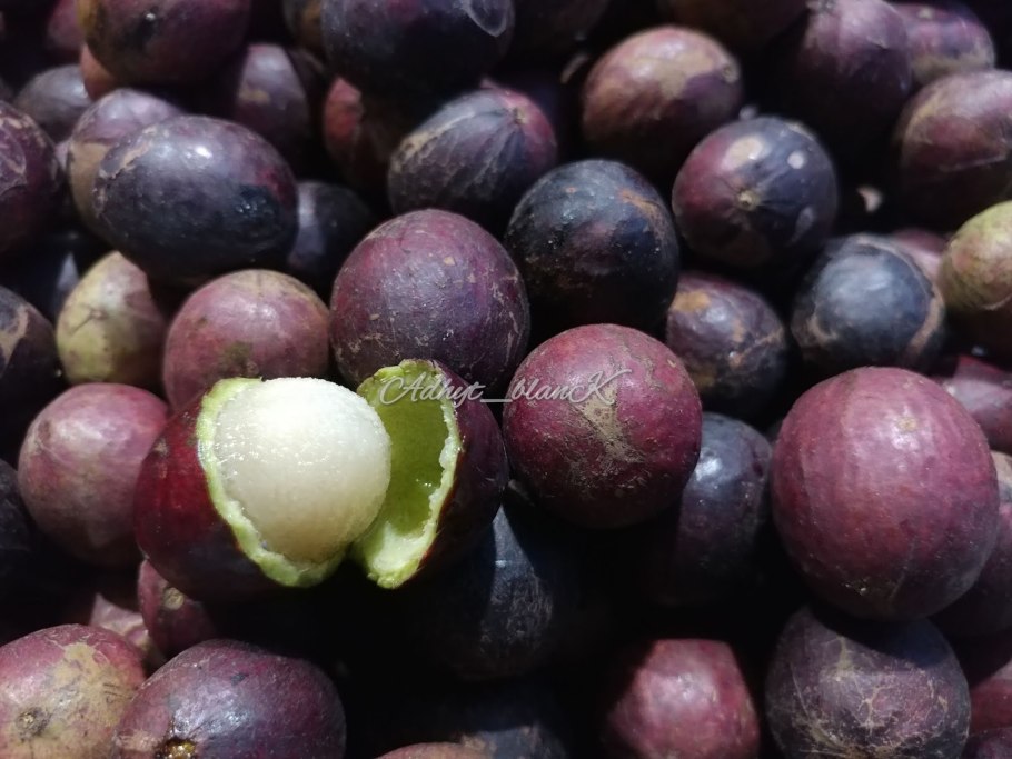 Драконтомелон Дао дерево