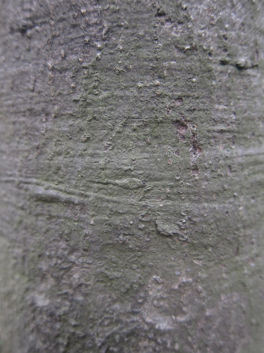 Люстра Freya Esme fr1005pl-05g