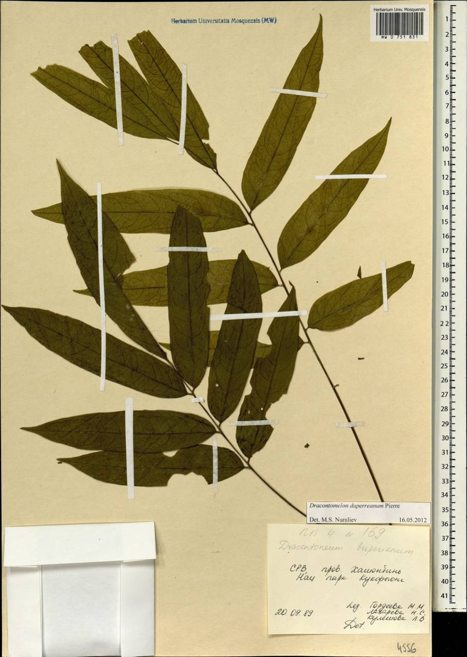 Каштан плод ШИПАСТЫЙ