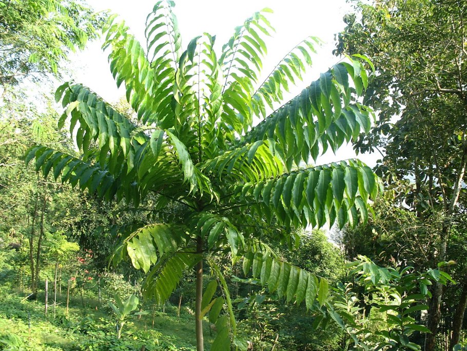 Драконтомелум Дао орехи