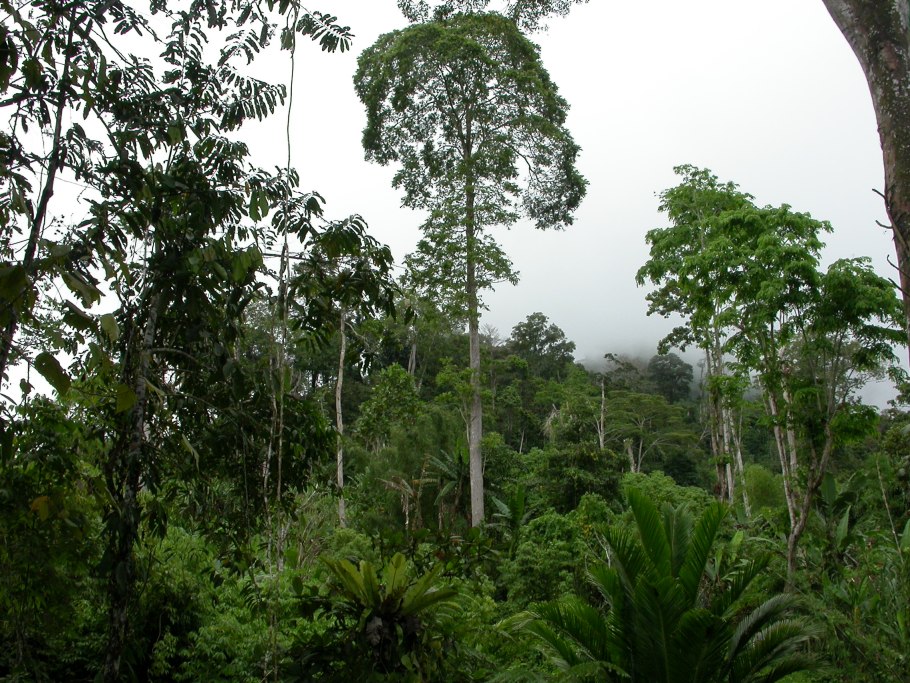 Досковидные корни баньяна