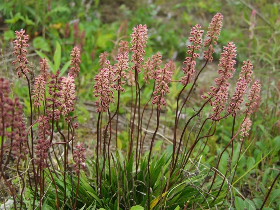 Tofieldia coccinea