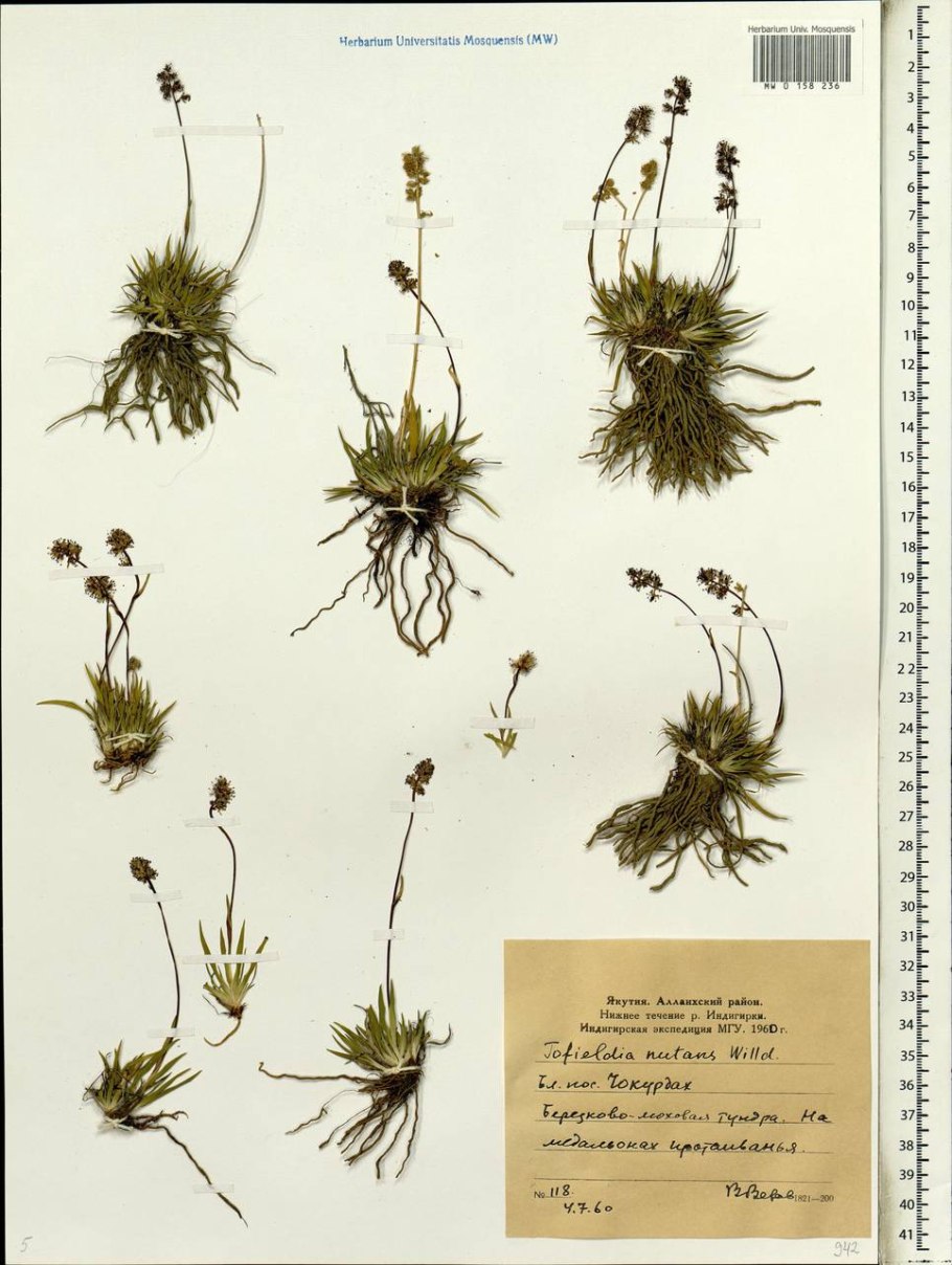 Tofieldia calyculata