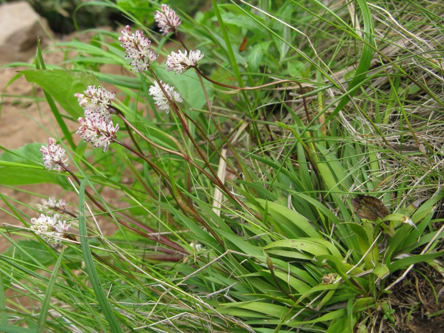 Tofieldia coccinea