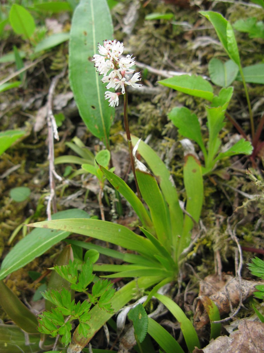 Tofieldia pusilla
