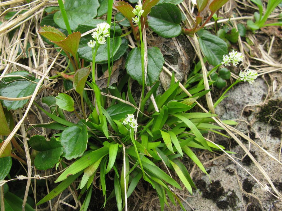 Tofieldia calyculata