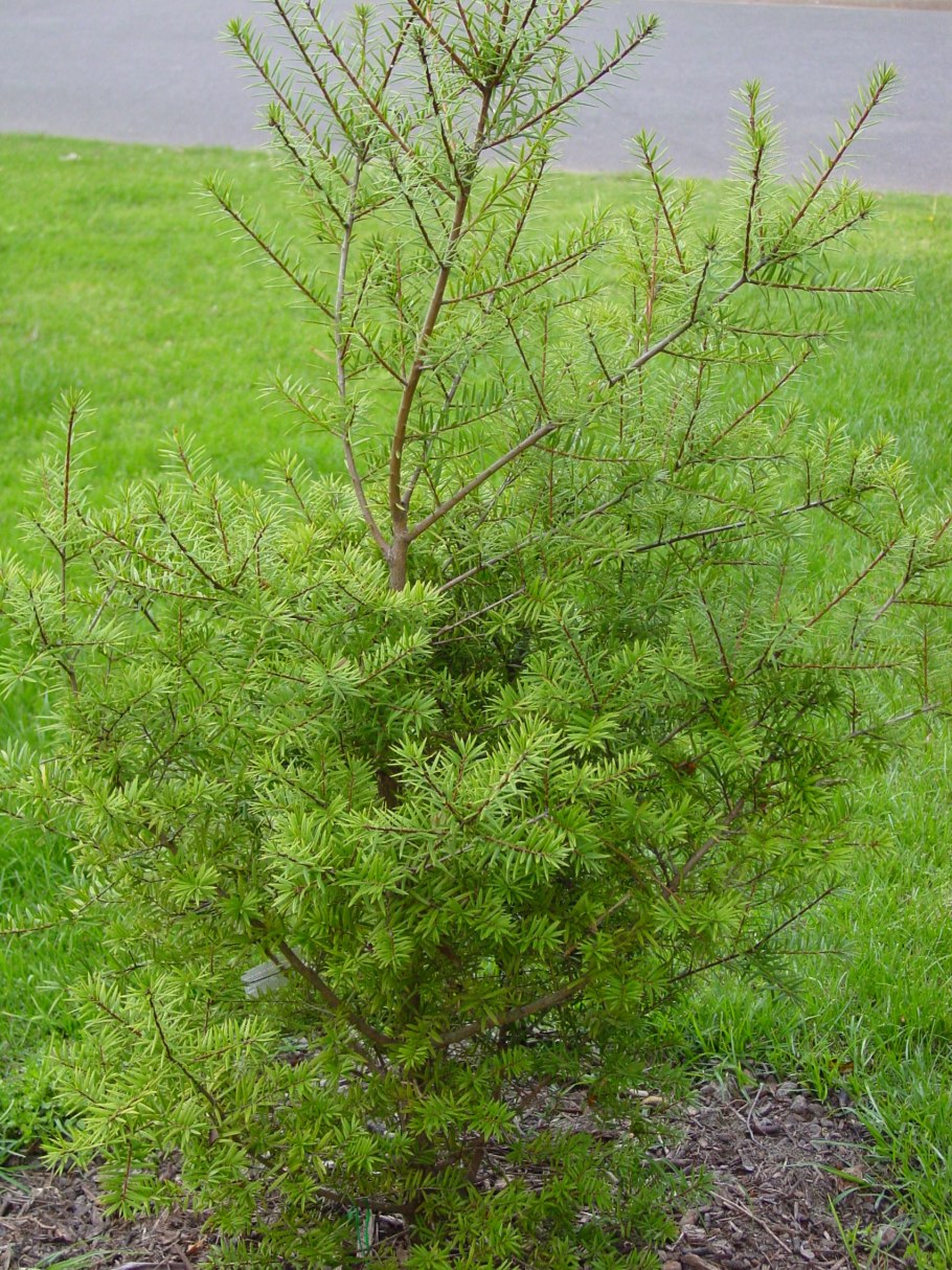 Cephalotaxus fortunei