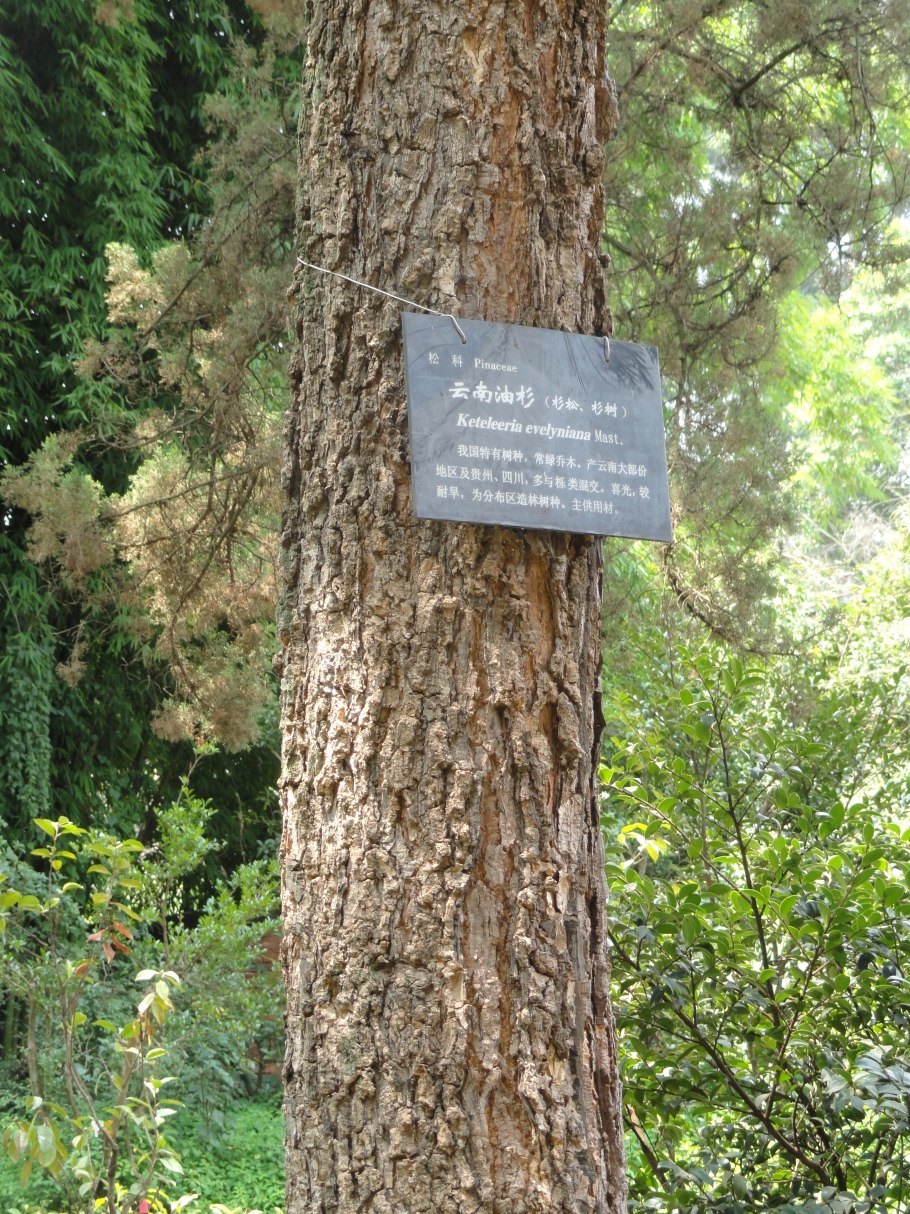 Лжелиственница кора