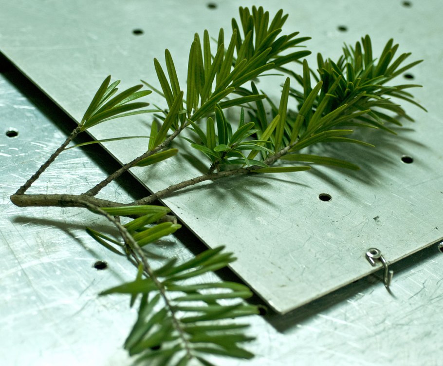 Keteleeria davidiana