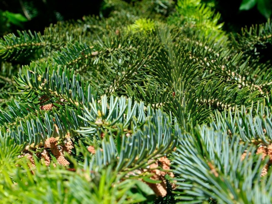 Кетелеерия побег растение