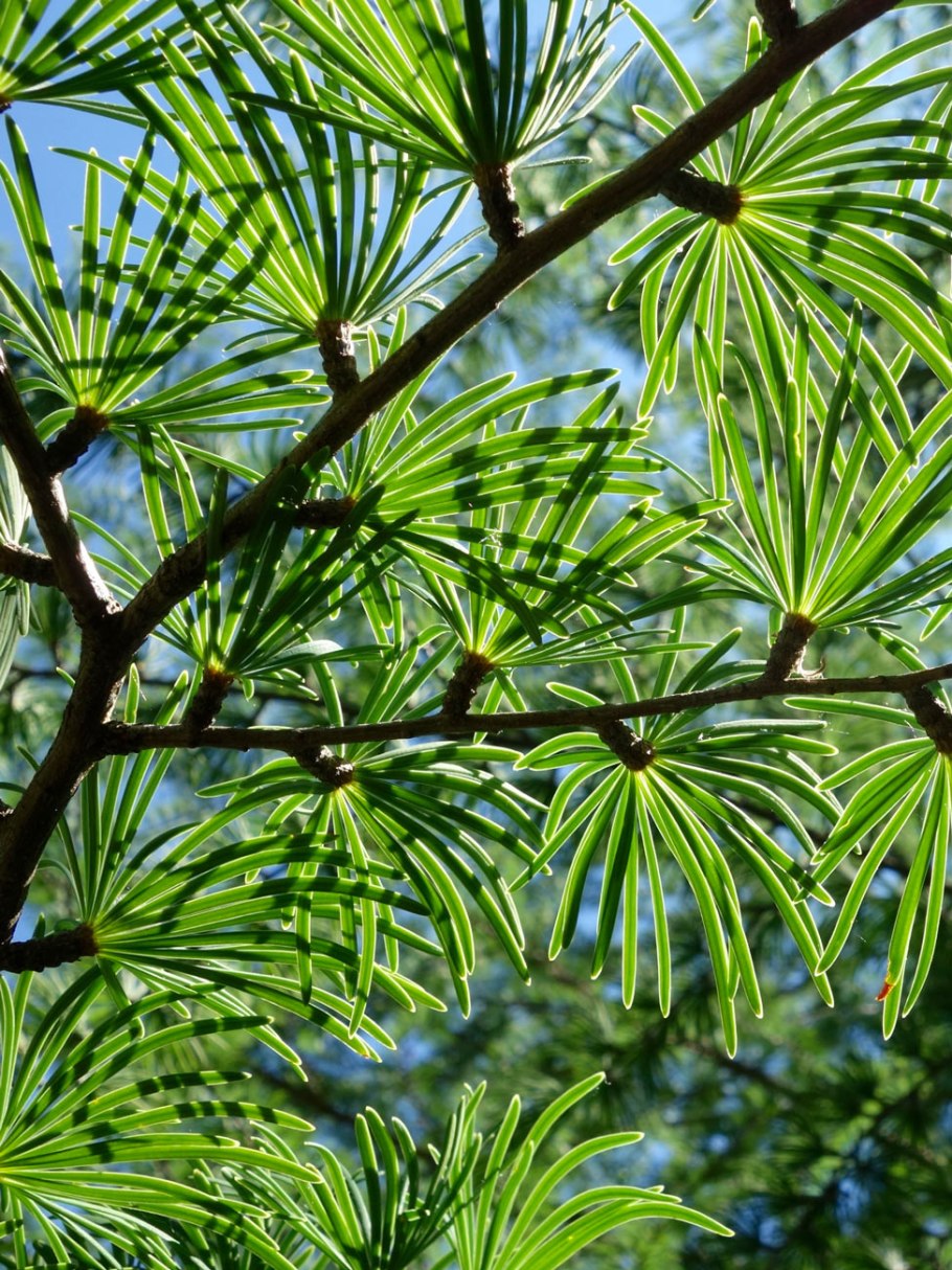 Pseudolarix amabilis