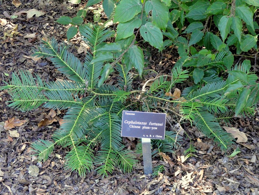 Лиственница Сукачева