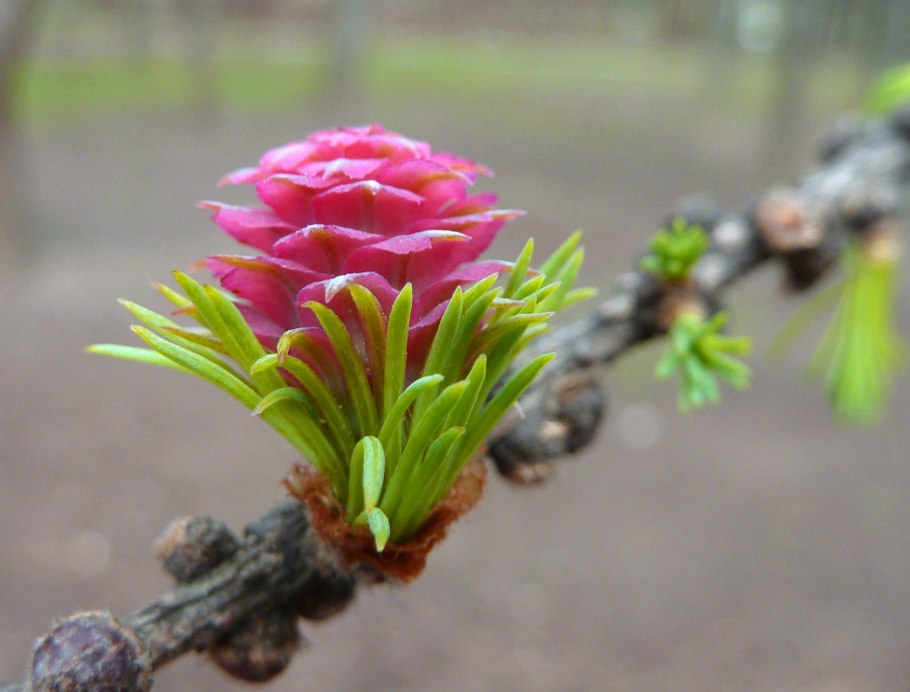 Кетелерия Давидиана ( Кетелерия Давида)