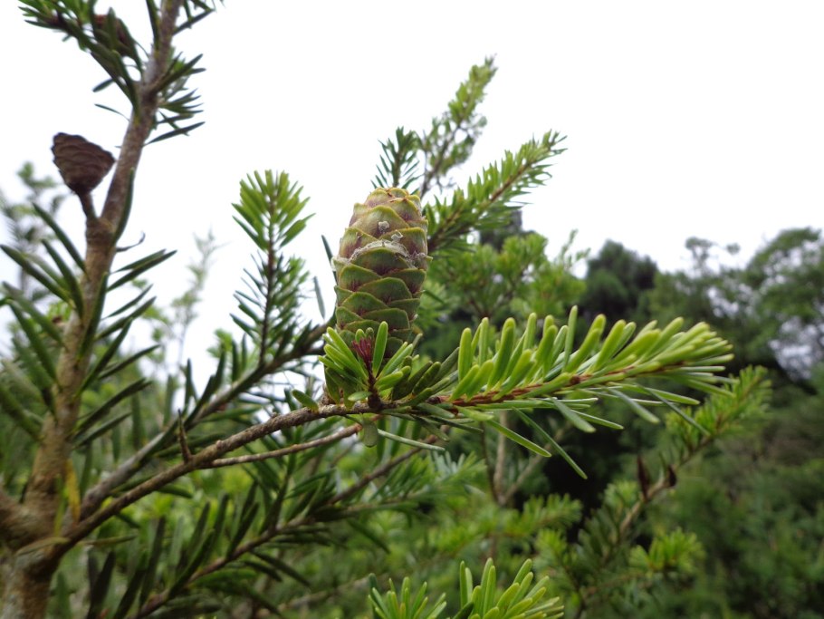 Кетелеерия хвойное