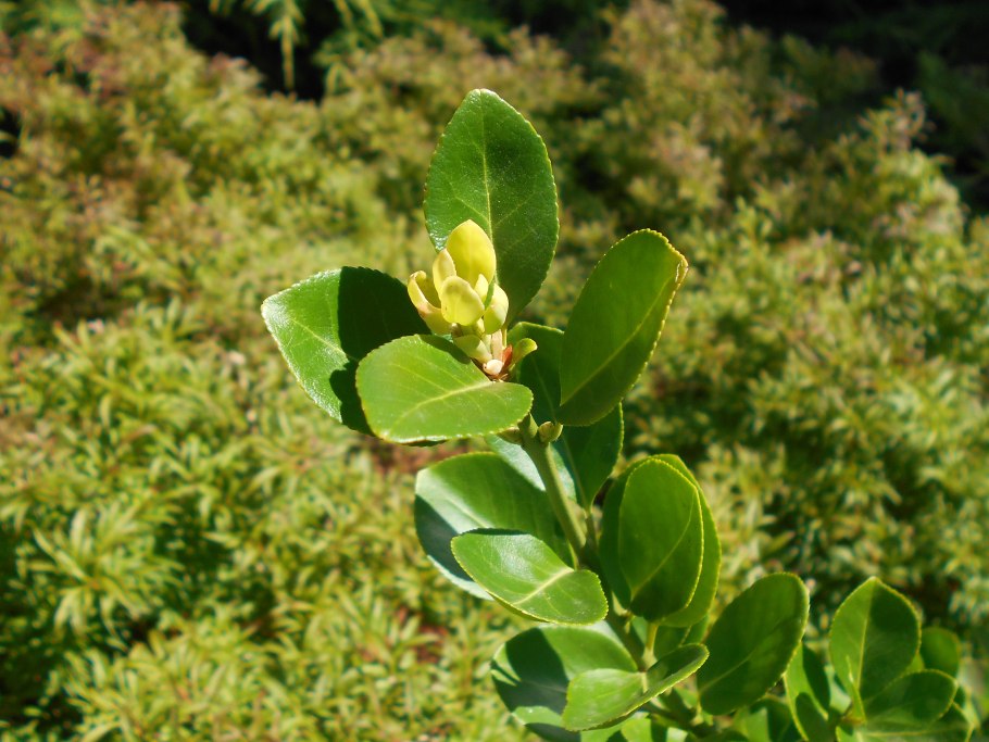 Срез кетелеерия