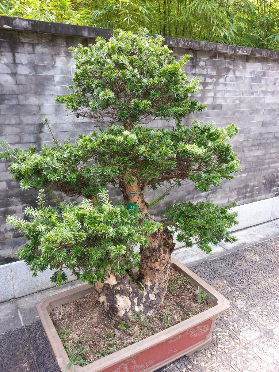 Кетелеерия хвойное