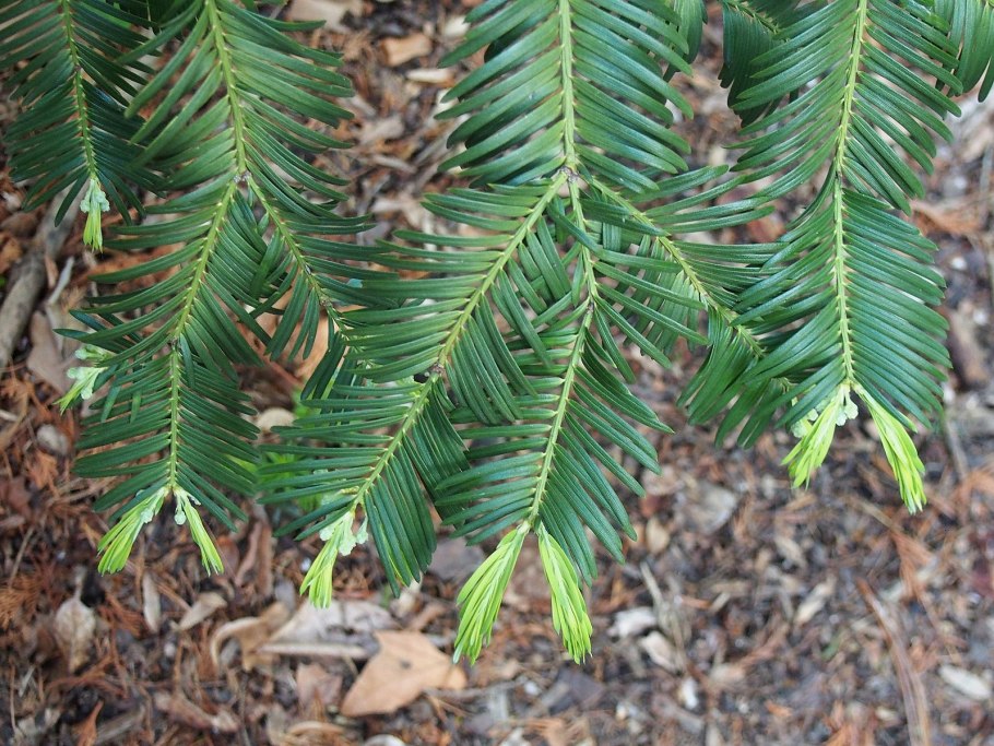 Кетелеерия Давида